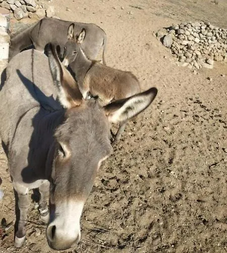 公寓 Petra Pelikan Mykonos Town