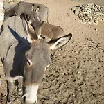 Apartman Petra Pelikan Mykonos Town