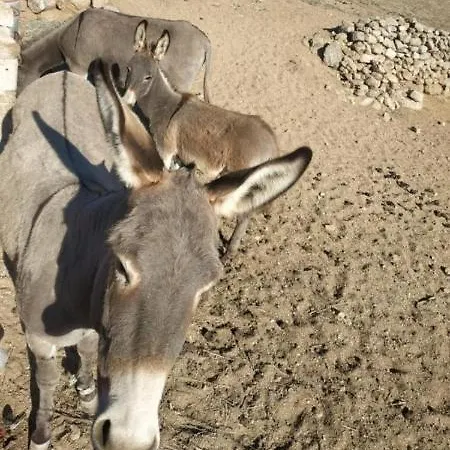 公寓 Petra Pelikan Mykonos Town